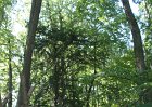 2011-08-18-Po-stopach-horolezcu-krajem-Trojzemi