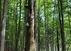 2011-05-14-Dobyti-hradu-Milstejn